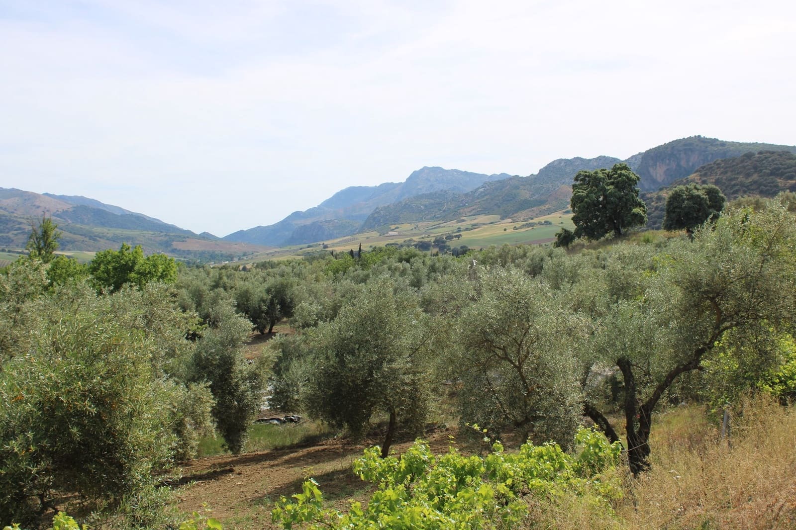 4 soveværelse Finca/Landehus til salg i Ronda - € 500.000 (Ref: 8912293)