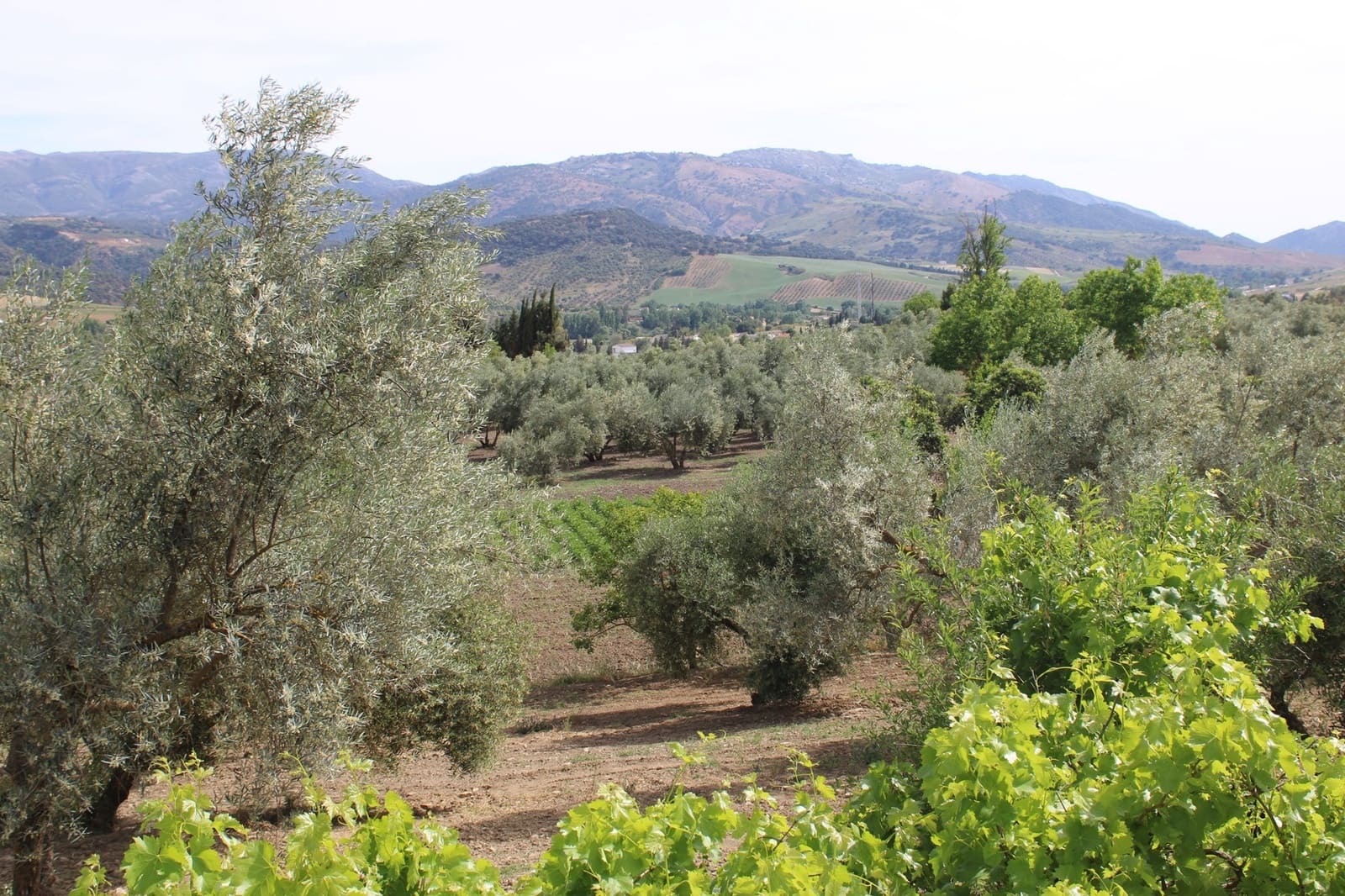 4 soveværelse Finca/Landehus til salg i Ronda - € 500.000 (Ref: 8912293)