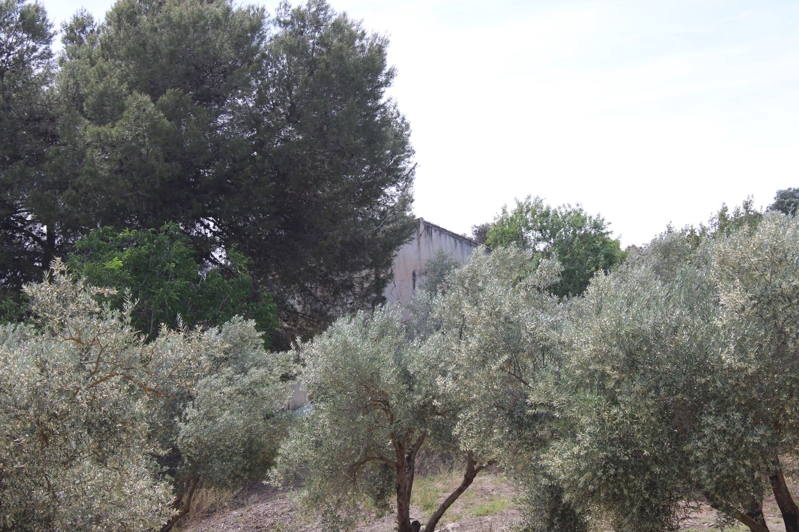 4 soveværelse Finca/Landehus til salg i Ronda - € 500.000 (Ref: 8912293)