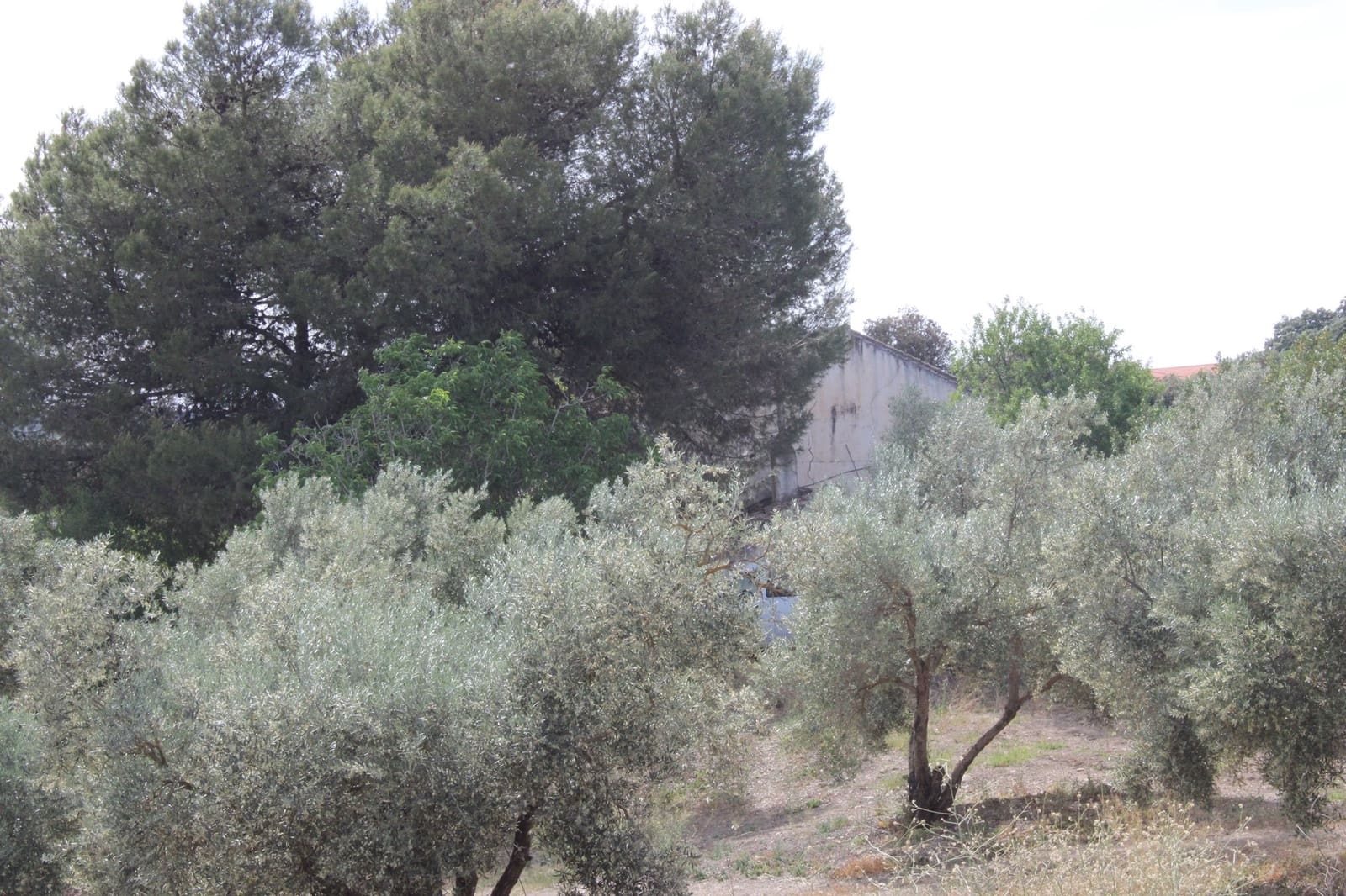 4 soveværelse Finca/Landehus til salg i Ronda - € 500.000 (Ref: 8912293)