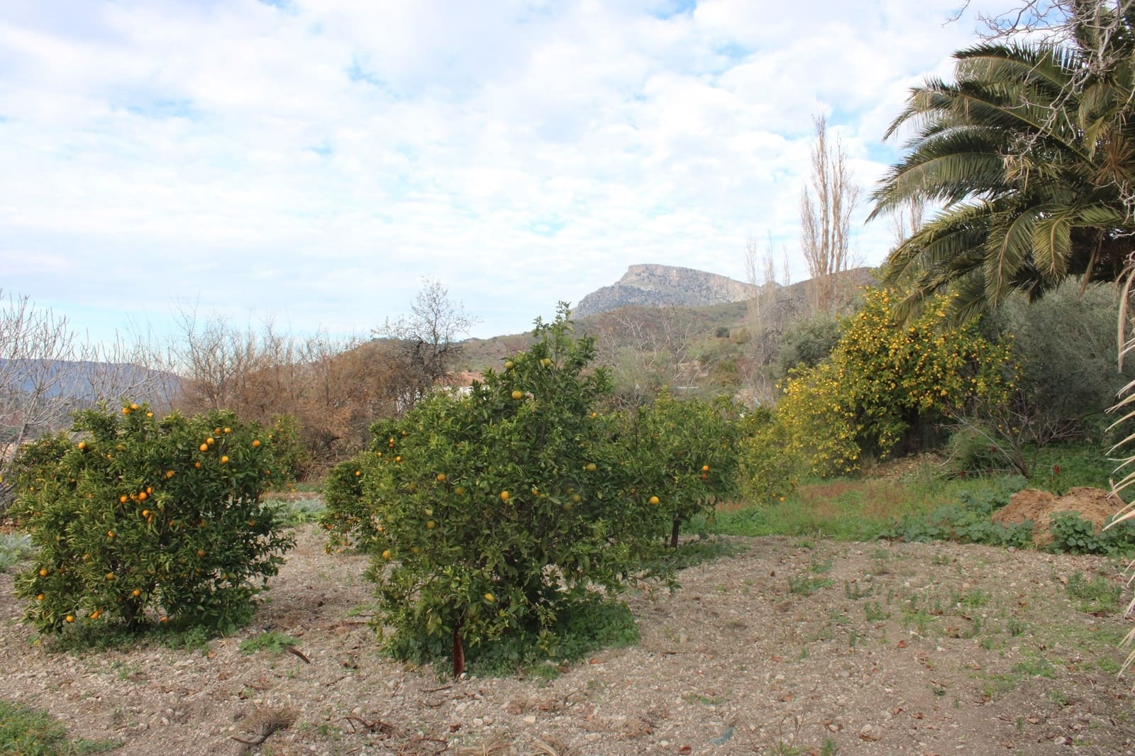 4 sypialnia Finka/Dom wiejski na sprzedaż w Montecorto - 530 000 € (Ref: 8912296)