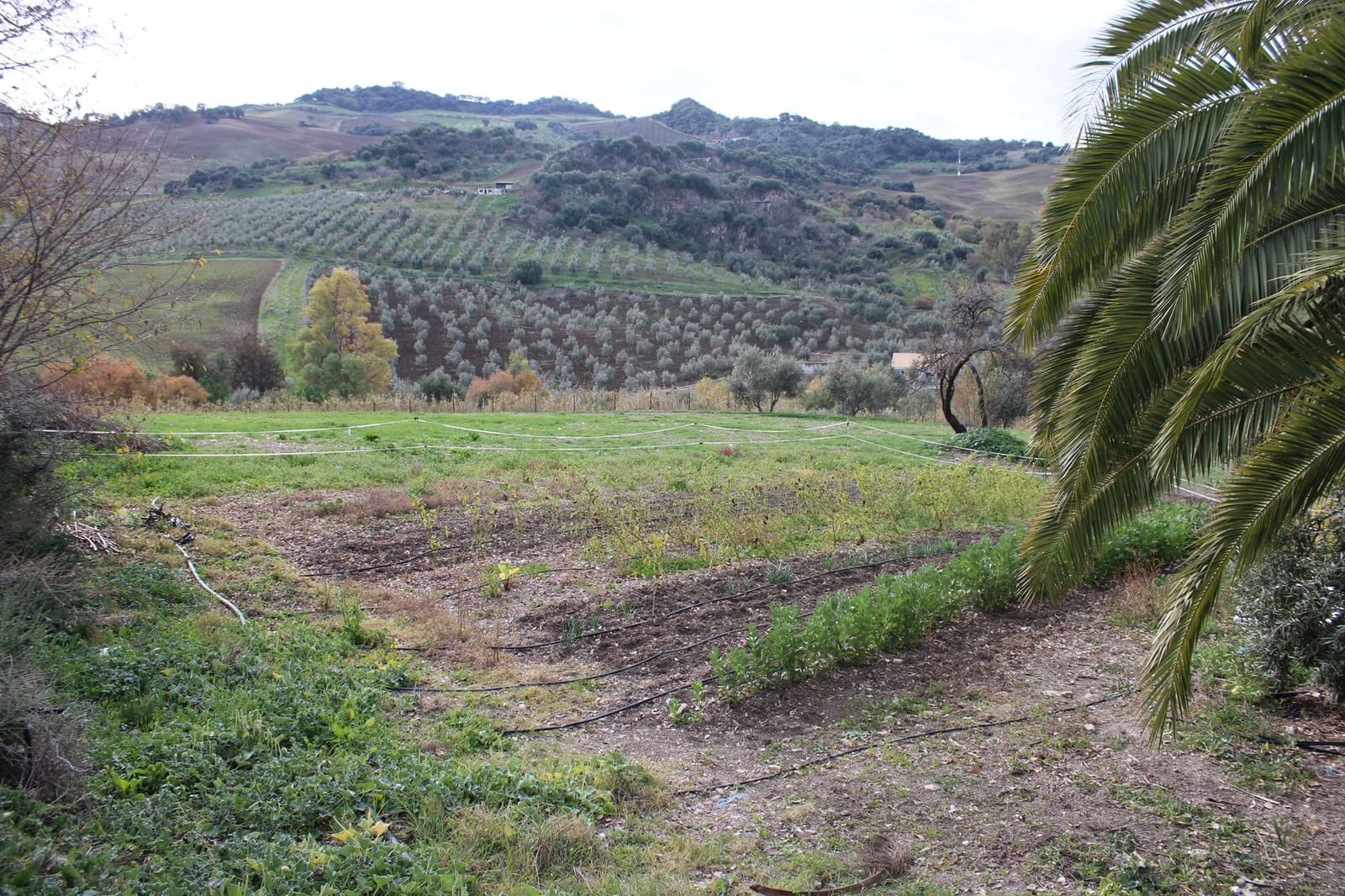 4 sypialnia Finka/Dom wiejski na sprzedaż w Montecorto - 530 000 € (Ref: 8912296)