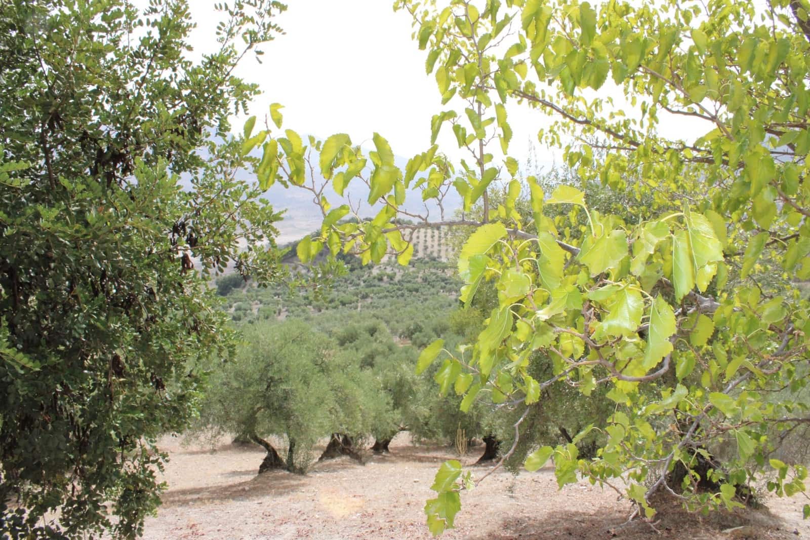 4 slaapkamer Finca/Landhuis te koop in Zahara de la Sierra met zwembad - € 530.000 (Ref: 8912300)