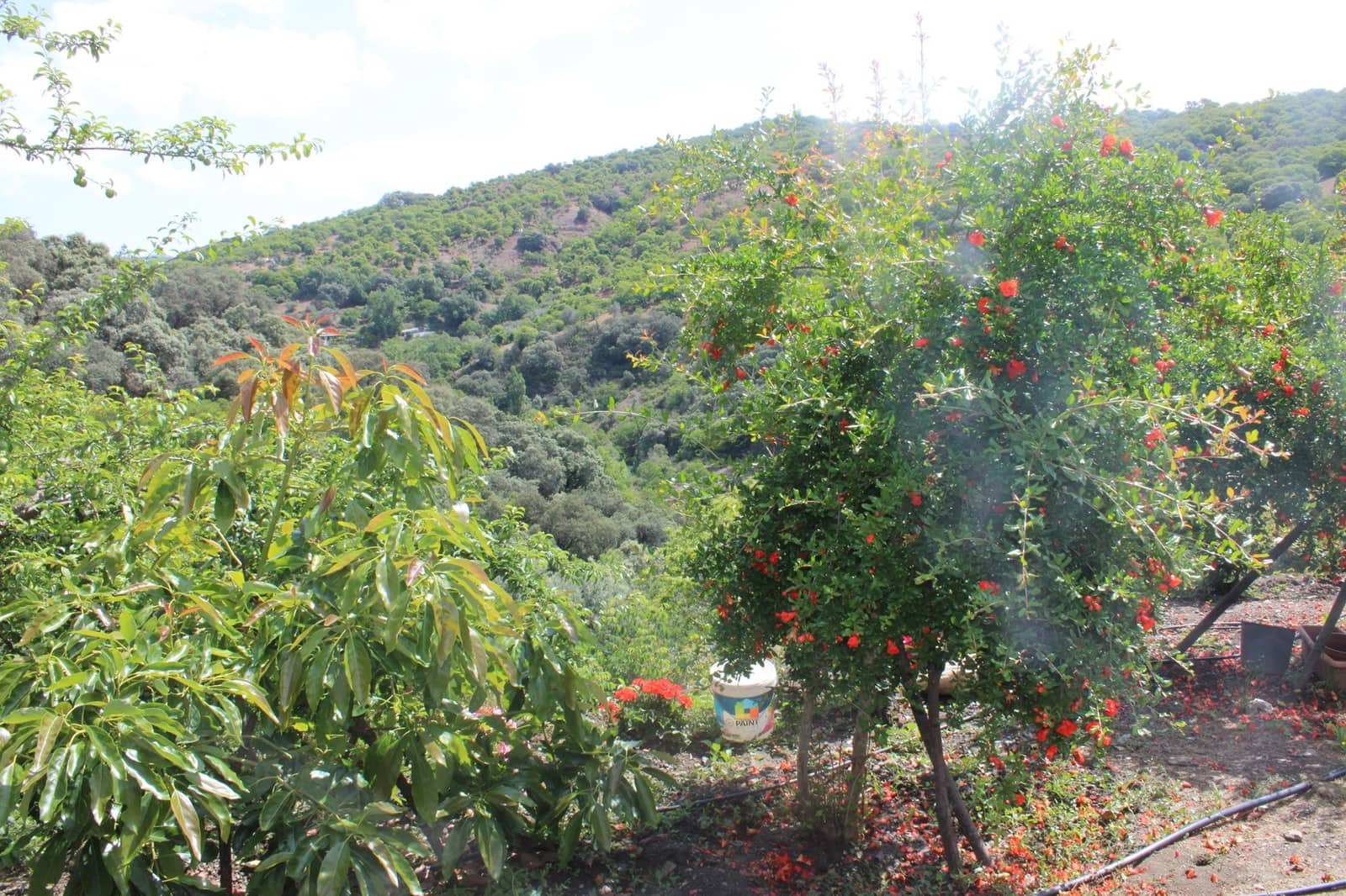 3 sypialnia Finka/Dom wiejski na sprzedaż w Cartajima - 630 000 € (Ref: 8912303)