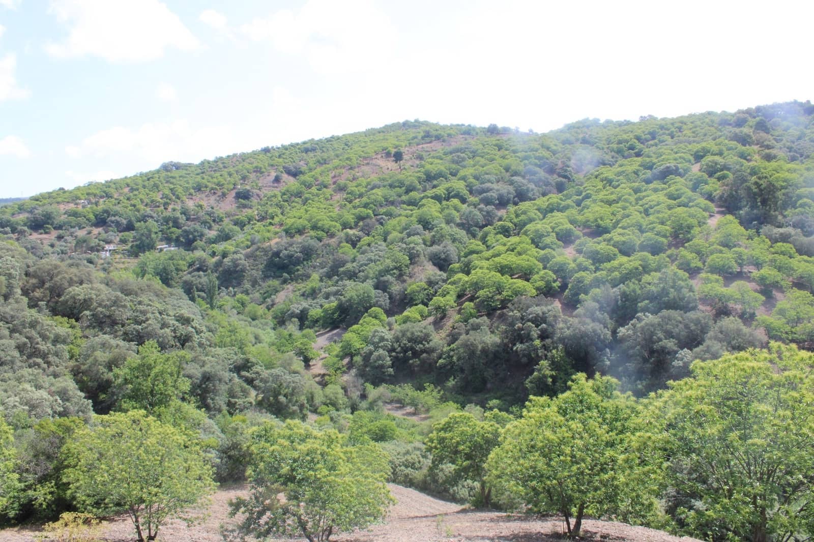 3 sypialnia Finka/Dom wiejski na sprzedaż w Cartajima - 630 000 € (Ref: 8912303)