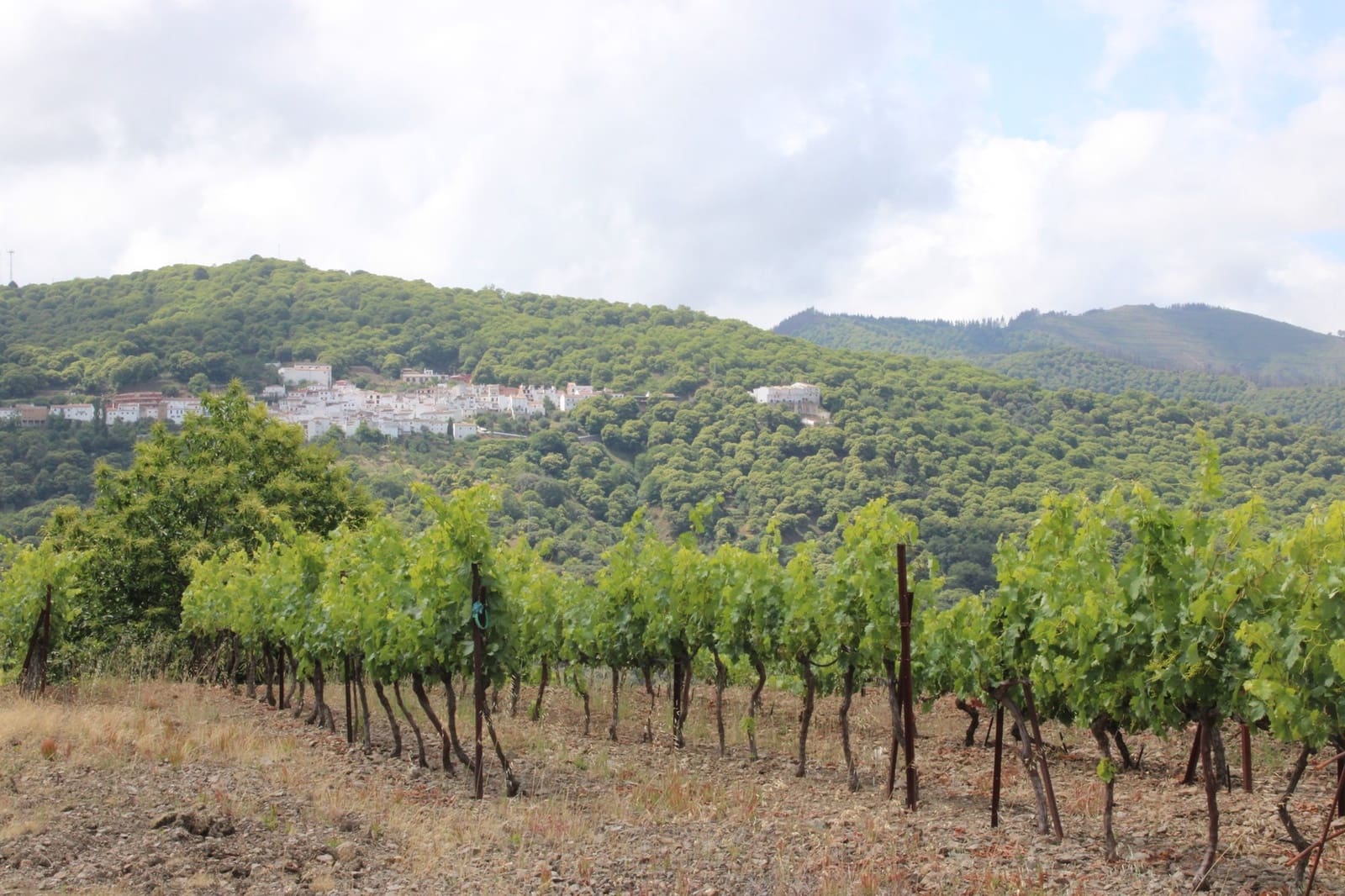 3 sypialnia Finka/Dom wiejski na sprzedaż w Cartajima - 630 000 € (Ref: 8912303)