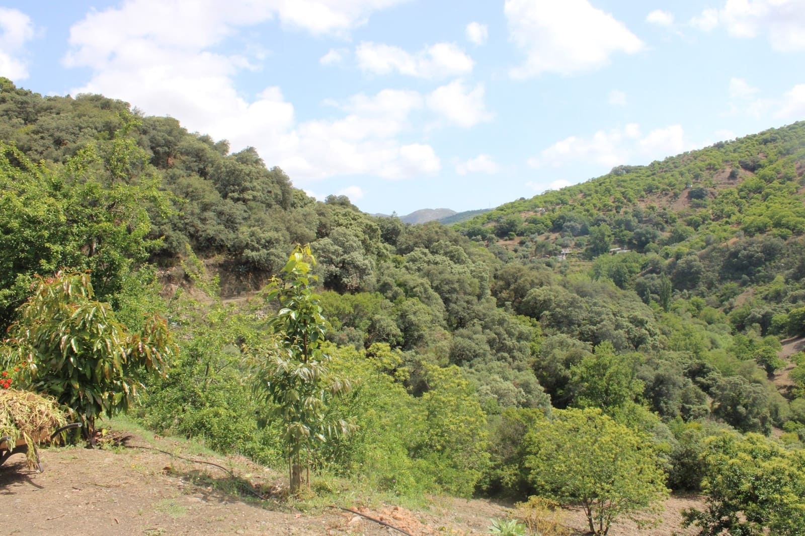 3 sypialnia Finka/Dom wiejski na sprzedaż w Cartajima - 630 000 € (Ref: 8912303)