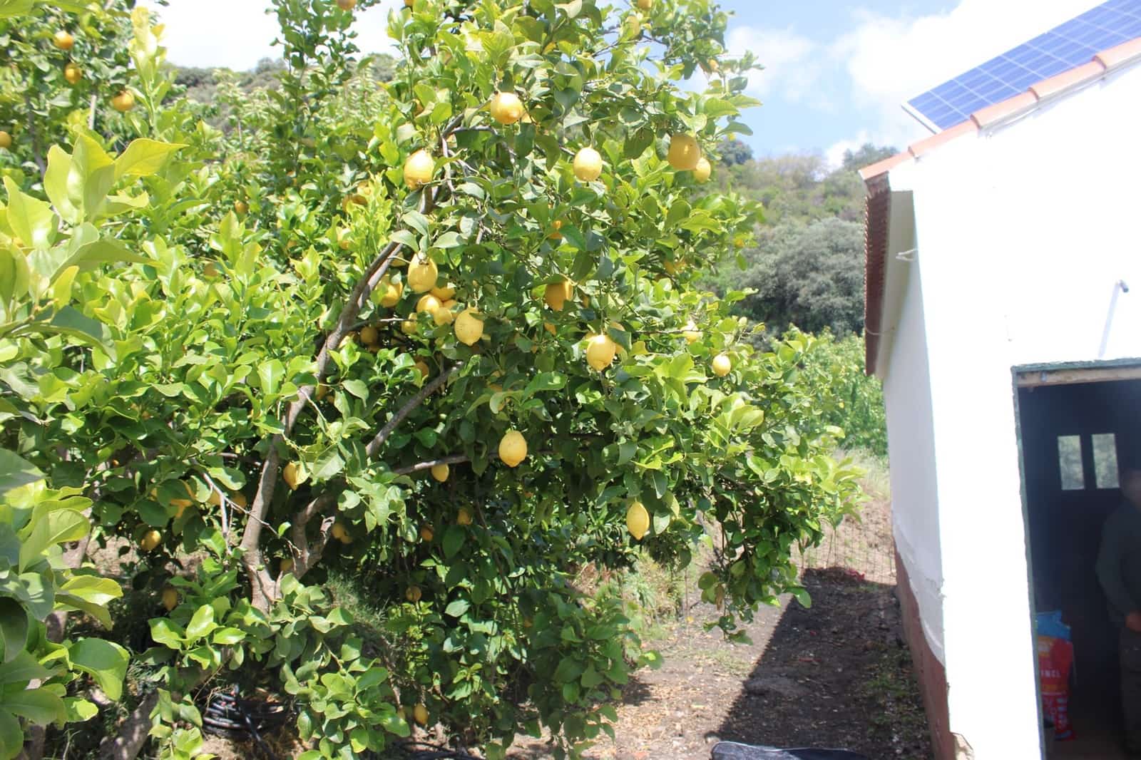 3 sypialnia Finka/Dom wiejski na sprzedaż w Cartajima - 630 000 € (Ref: 8912303)