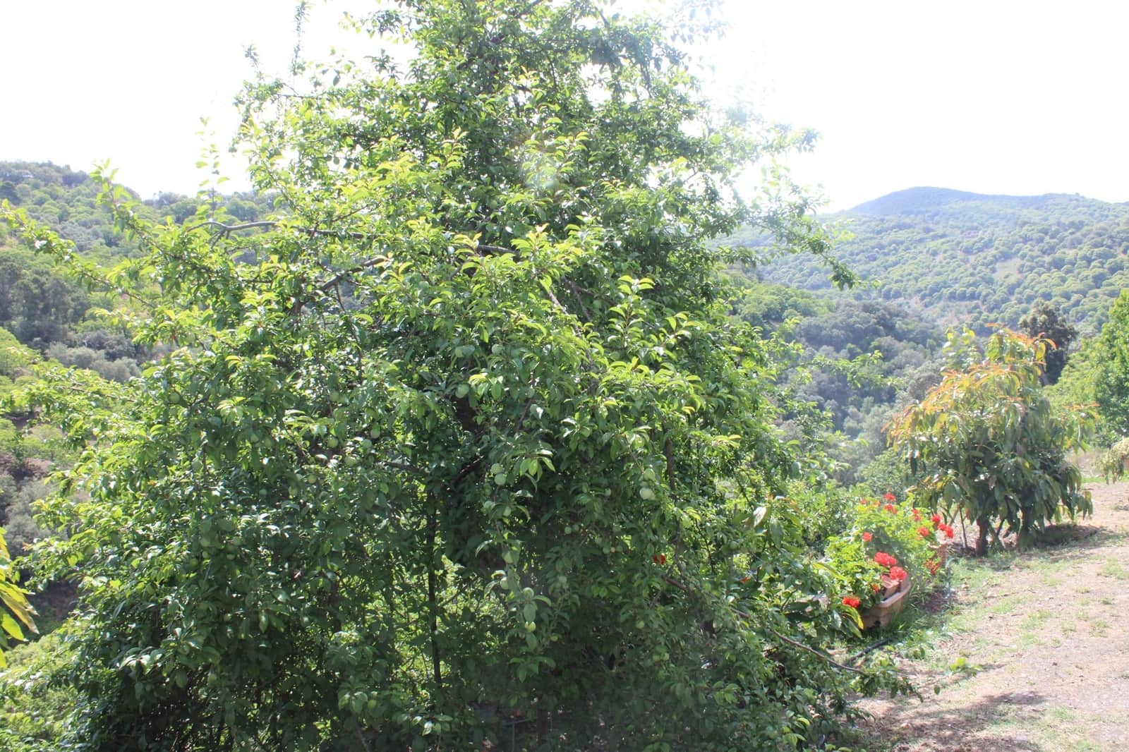 3 sypialnia Finka/Dom wiejski na sprzedaż w Cartajima - 630 000 € (Ref: 8912303)