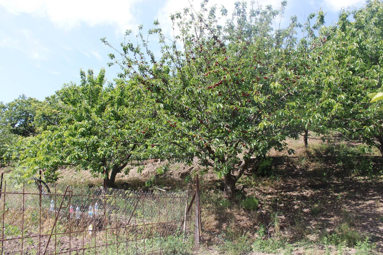 3 sypialnia Finka/Dom wiejski na sprzedaż w Cartajima - 630 000 € (Ref: 8912303)