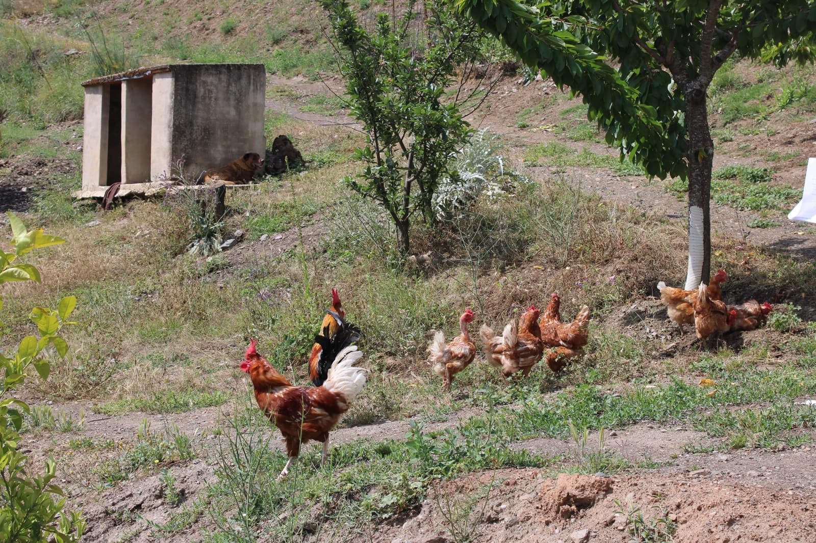 3 sypialnia Finka/Dom wiejski na sprzedaż w Cartajima - 630 000 € (Ref: 8912303)