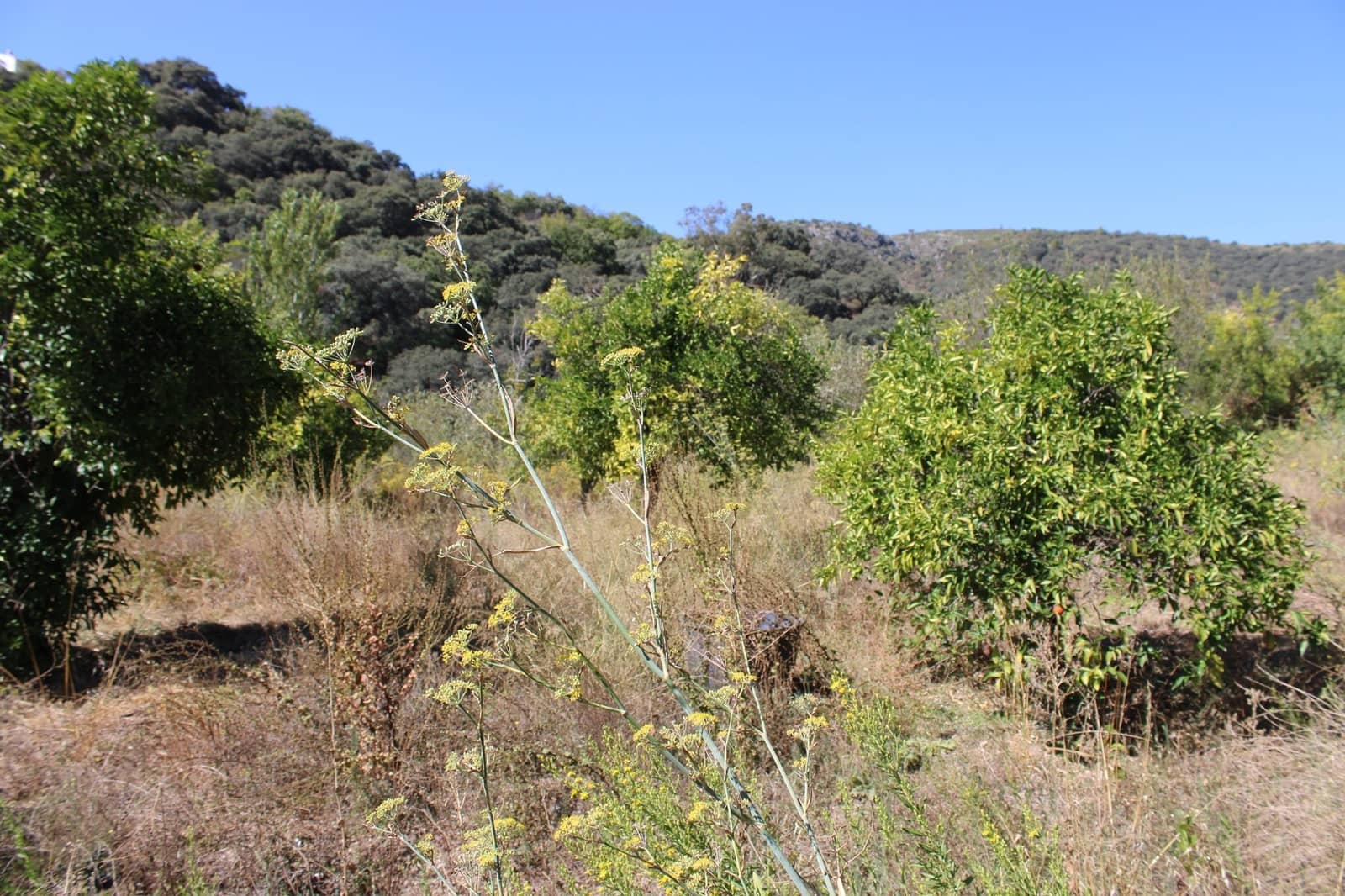 3 soveværelse Finca/Landehus til salg i Juzcar - € 299.000 (Ref: 8929353)