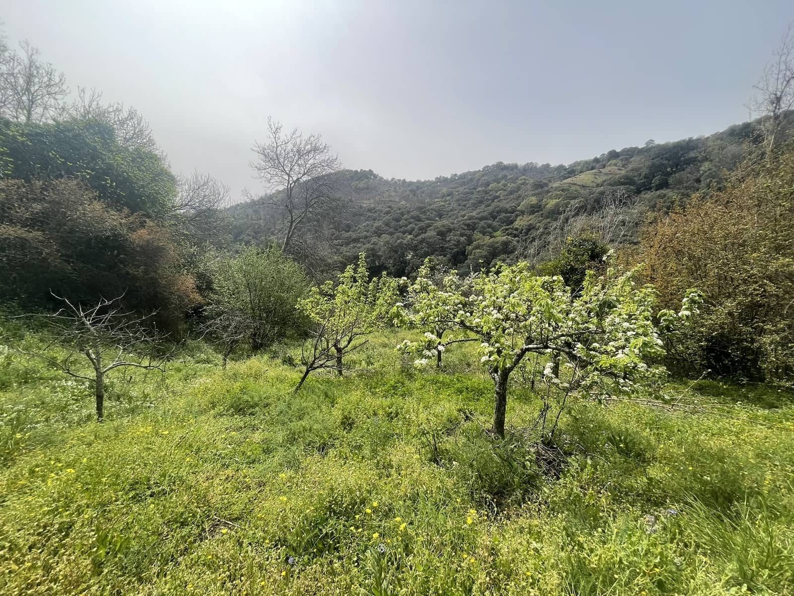 3 soveværelse Finca/Landehus til salg i Juzcar - € 299.000 (Ref: 8929353)