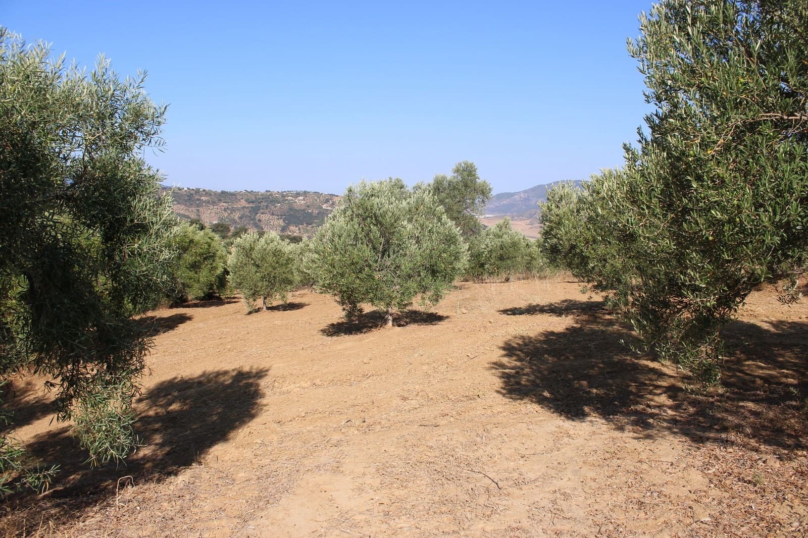 Terrain à Bâtir à vendre à El Gastor - 45 000 € (Ref: 8929484)