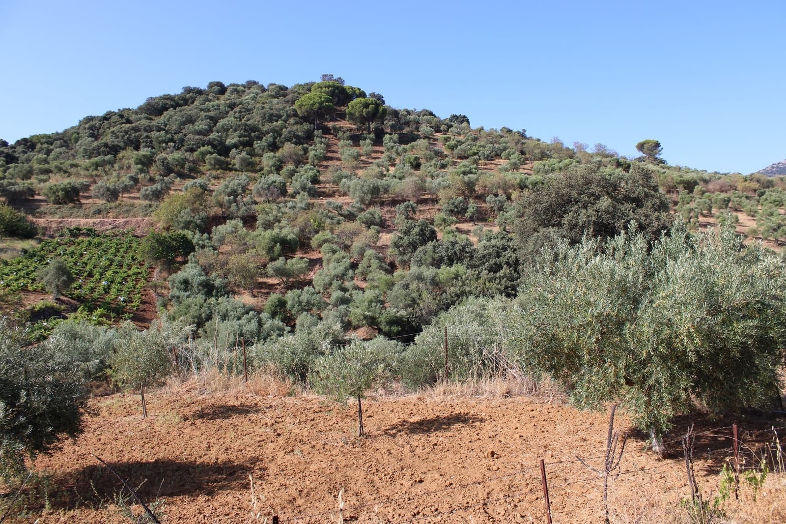 Terrain à Bâtir à vendre à El Gastor - 45 000 € (Ref: 8929484)