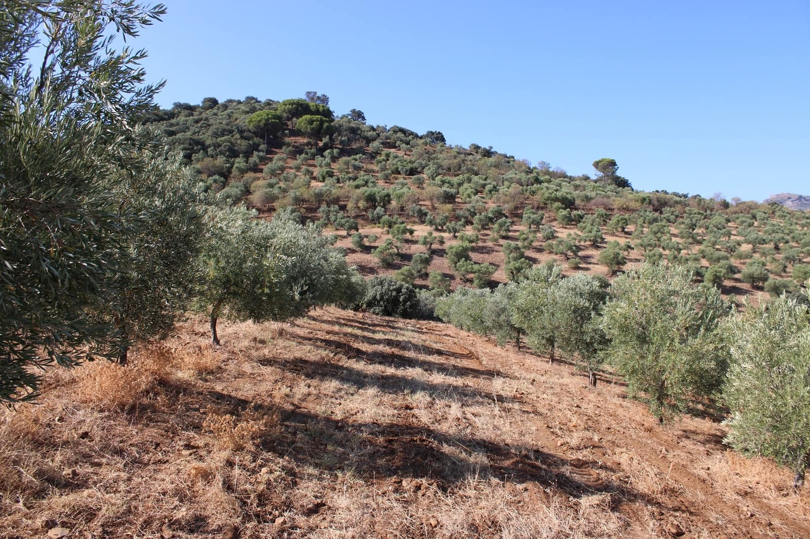 Terrain à Bâtir à vendre à El Gastor - 45 000 € (Ref: 8929484)