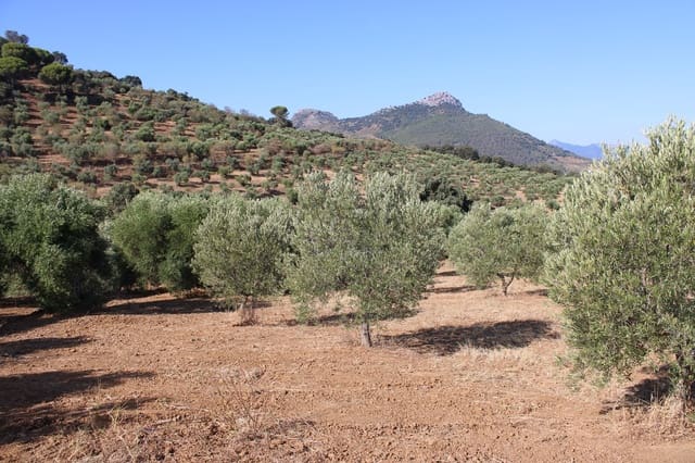 Building Plot for sale in El Gastor - € 45,000 (Ref: 8929484)
