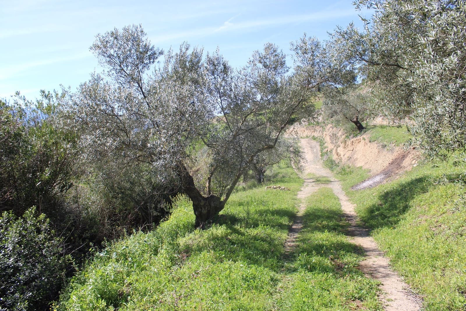 3 soverom Finca/Herregård til salgs i El Gastor med svømmebasseng - € 250 000 (Ref: 8940180)