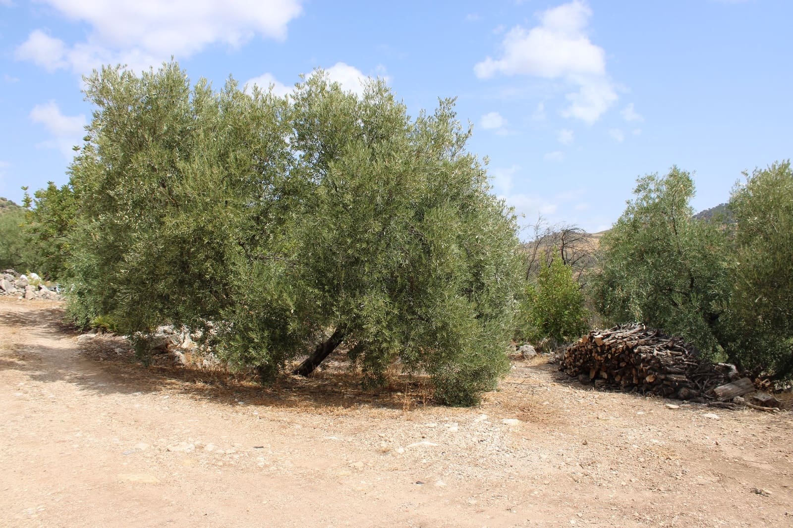 2 soveværelse Finca/Landehus til salg i El Gastor - € 160.000 (Ref: 8940181)