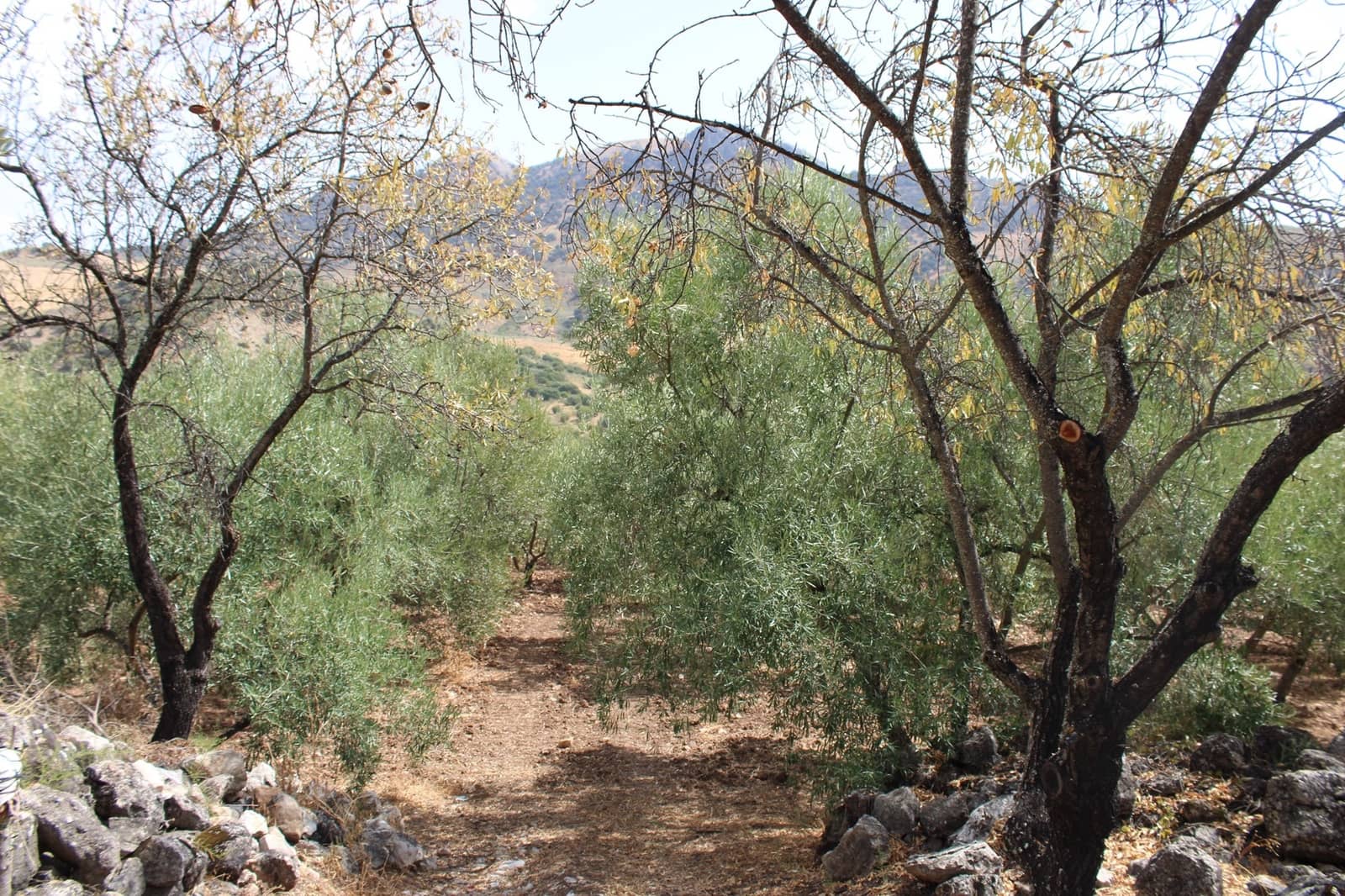 2 soveværelse Finca/Landehus til salg i El Gastor - € 160.000 (Ref: 8940181)