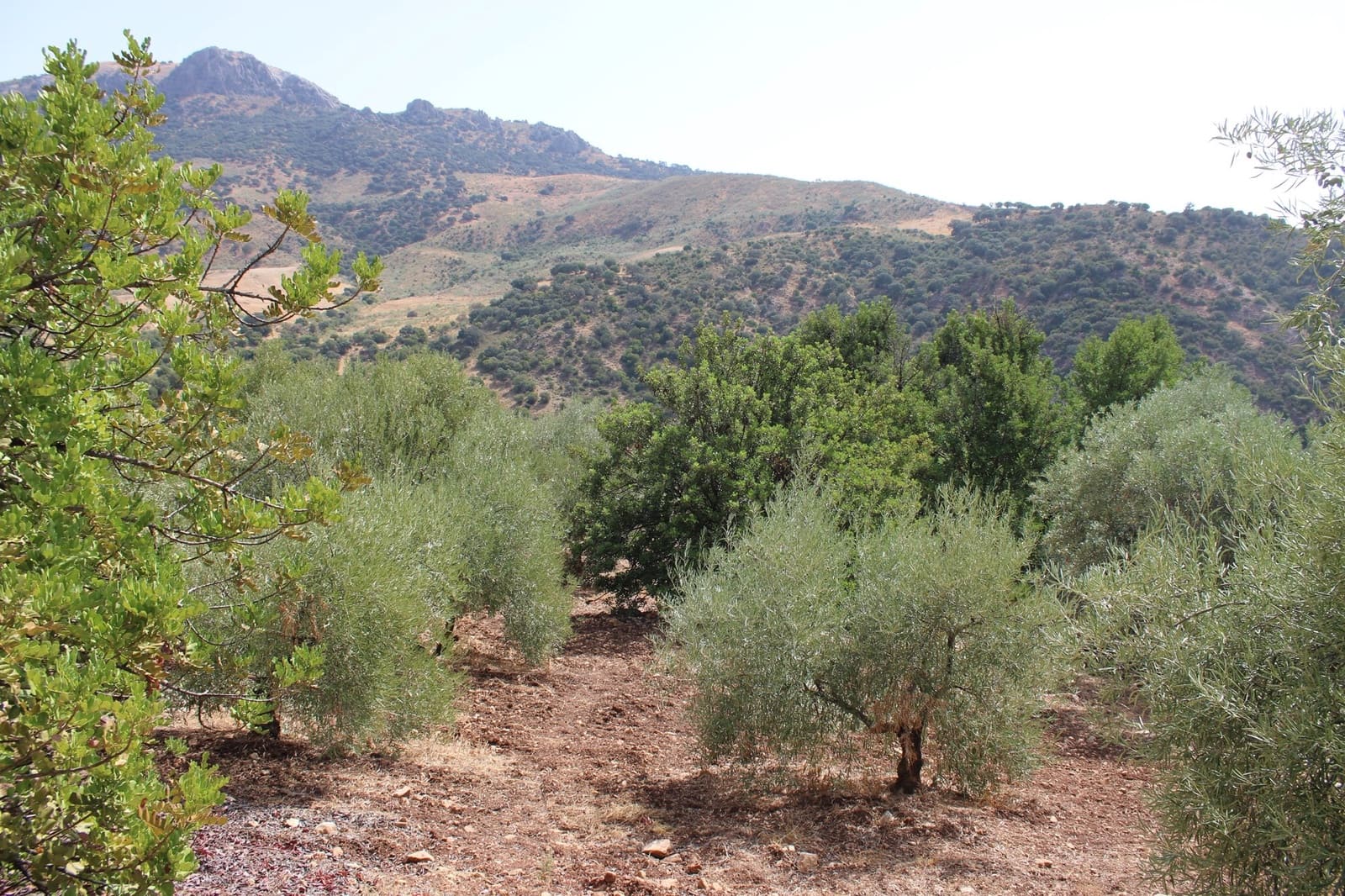 2 soveværelse Finca/Landehus til salg i El Gastor - € 160.000 (Ref: 8940181)