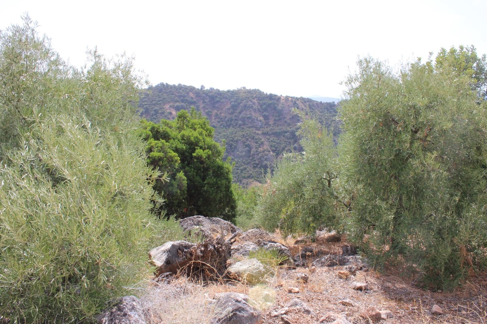 2 soveværelse Finca/Landehus til salg i El Gastor - € 160.000 (Ref: 8940181)