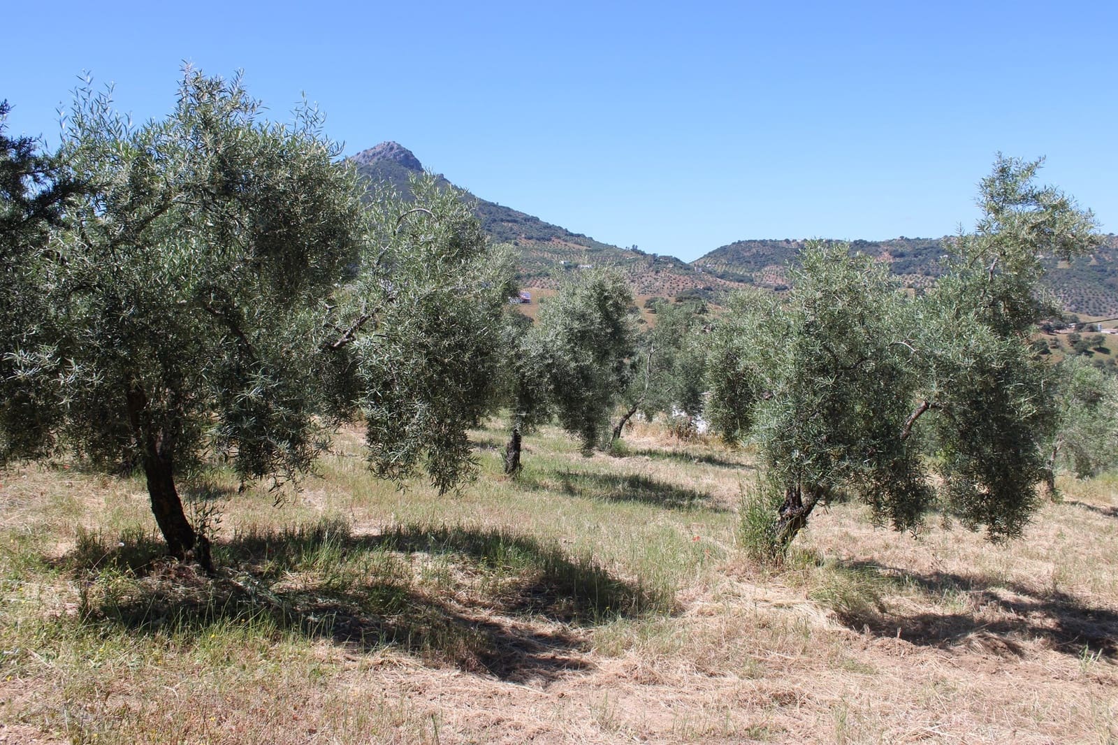 2 soveværelse Finca/Landehus til salg i El Gastor - € 165.000 (Ref: 8940191)