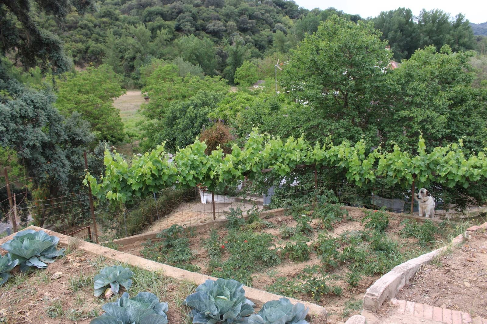 2 soveværelse Finca/Landehus til salg i Cortes de la Frontera med swimmingpool - € 240.000 (Ref: 8940205)