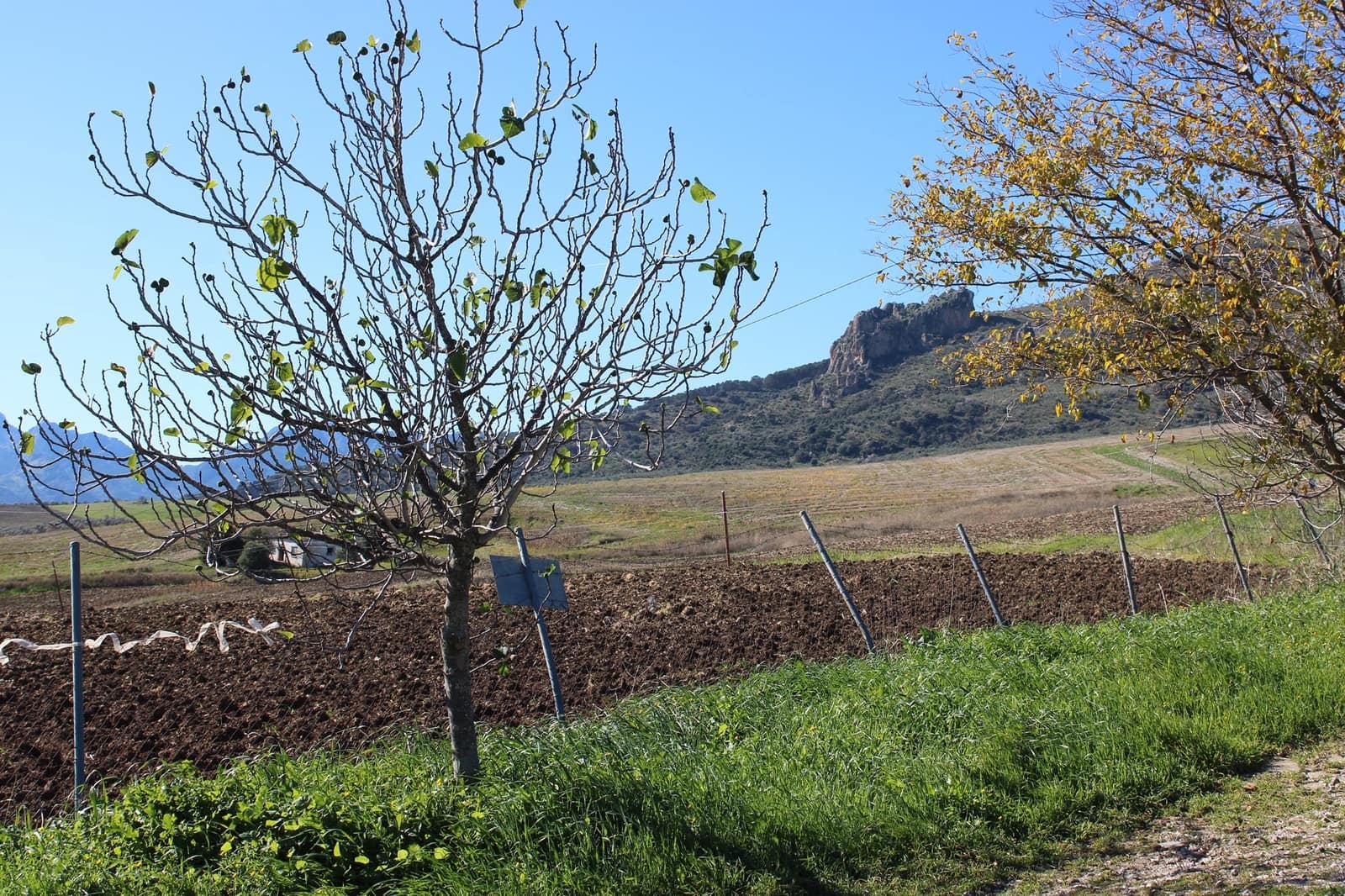 4 soveværelse Finca/Landehus til salg i Montecorto - € 280.000 (Ref: 8940208)