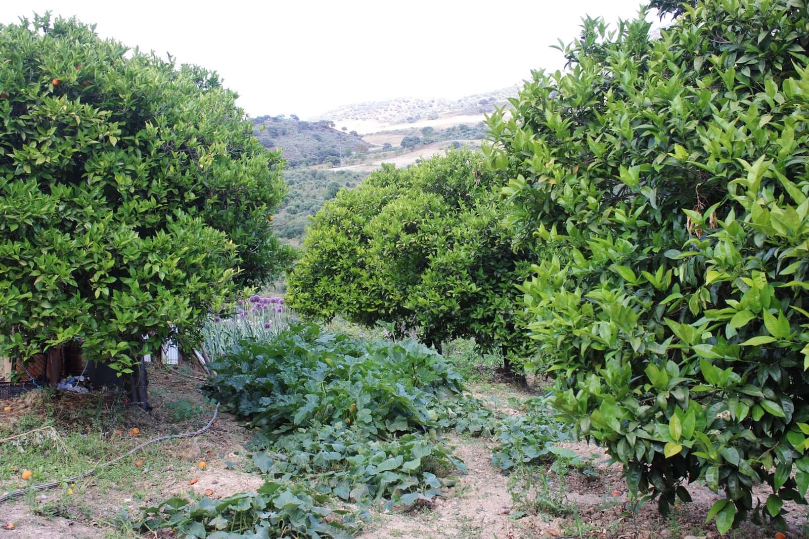 3 soveværelse Finca/Landehus til salg i El Gastor - € 280.000 (Ref: 8940210)