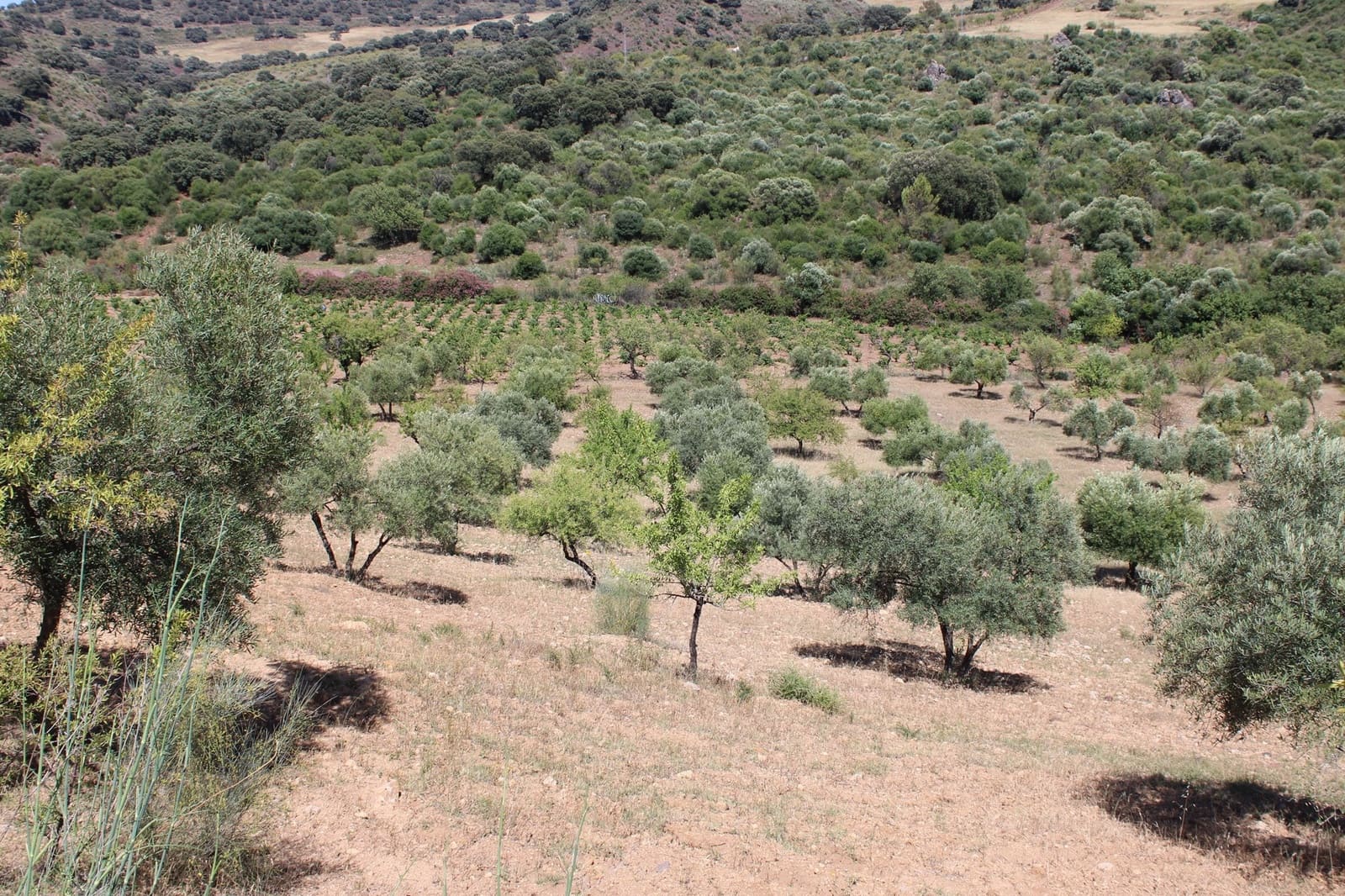 3 soveværelse Finca/Landehus til salg i El Gastor - € 280.000 (Ref: 8940210)