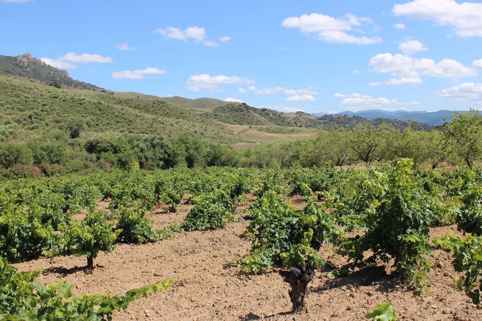 3 soveværelse Finca/Landehus til salg i El Gastor - € 280.000 (Ref: 8940210)