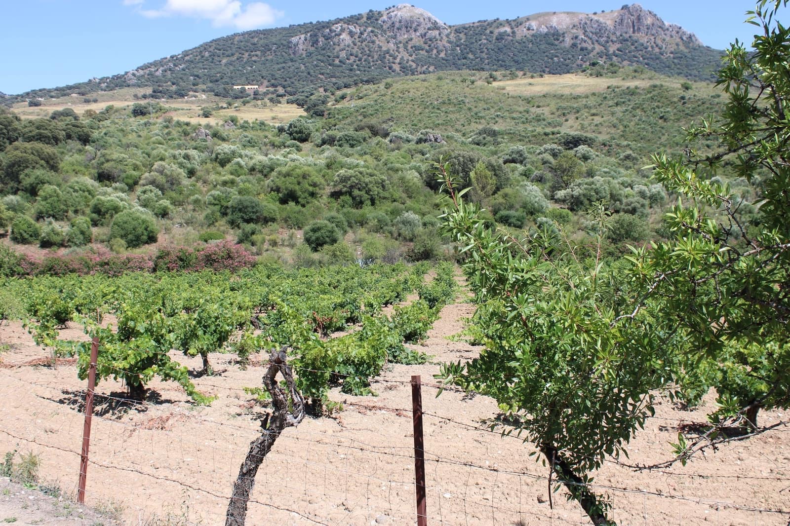 3 soveværelse Finca/Landehus til salg i El Gastor - € 280.000 (Ref: 8940210)