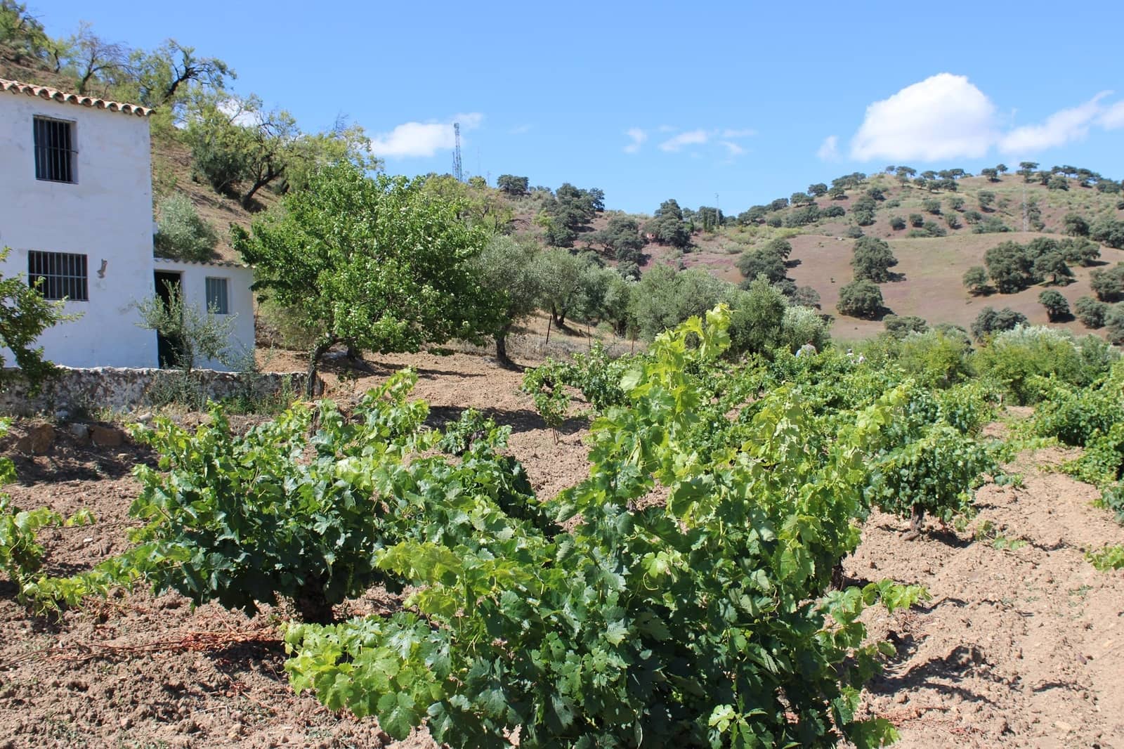 3 soveværelse Finca/Landehus til salg i El Gastor - € 280.000 (Ref: 8940210)