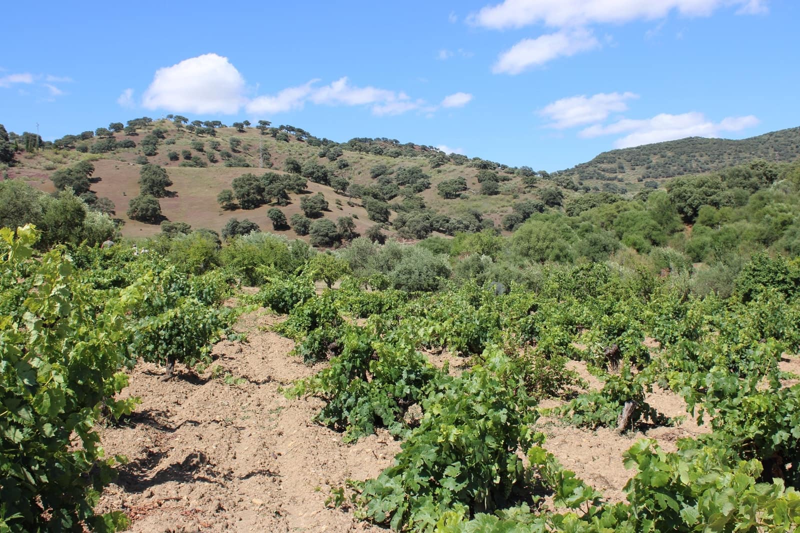 3 soveværelse Finca/Landehus til salg i El Gastor - € 280.000 (Ref: 8940210)