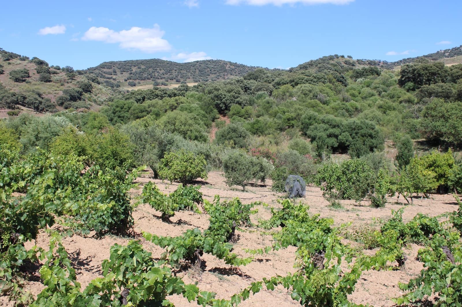 3 soveværelse Finca/Landehus til salg i El Gastor - € 280.000 (Ref: 8940210)