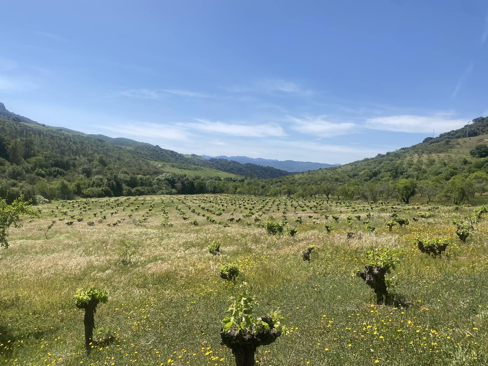 3 soveværelse Finca/Landehus til salg i El Gastor - € 280.000 (Ref: 8940210)