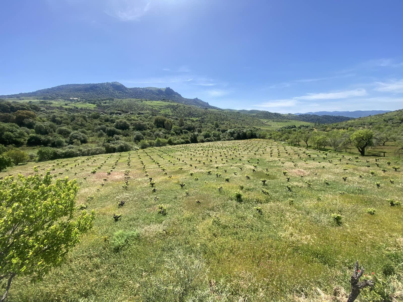 3 soveværelse Finca/Landehus til salg i El Gastor - € 280.000 (Ref: 8940210)