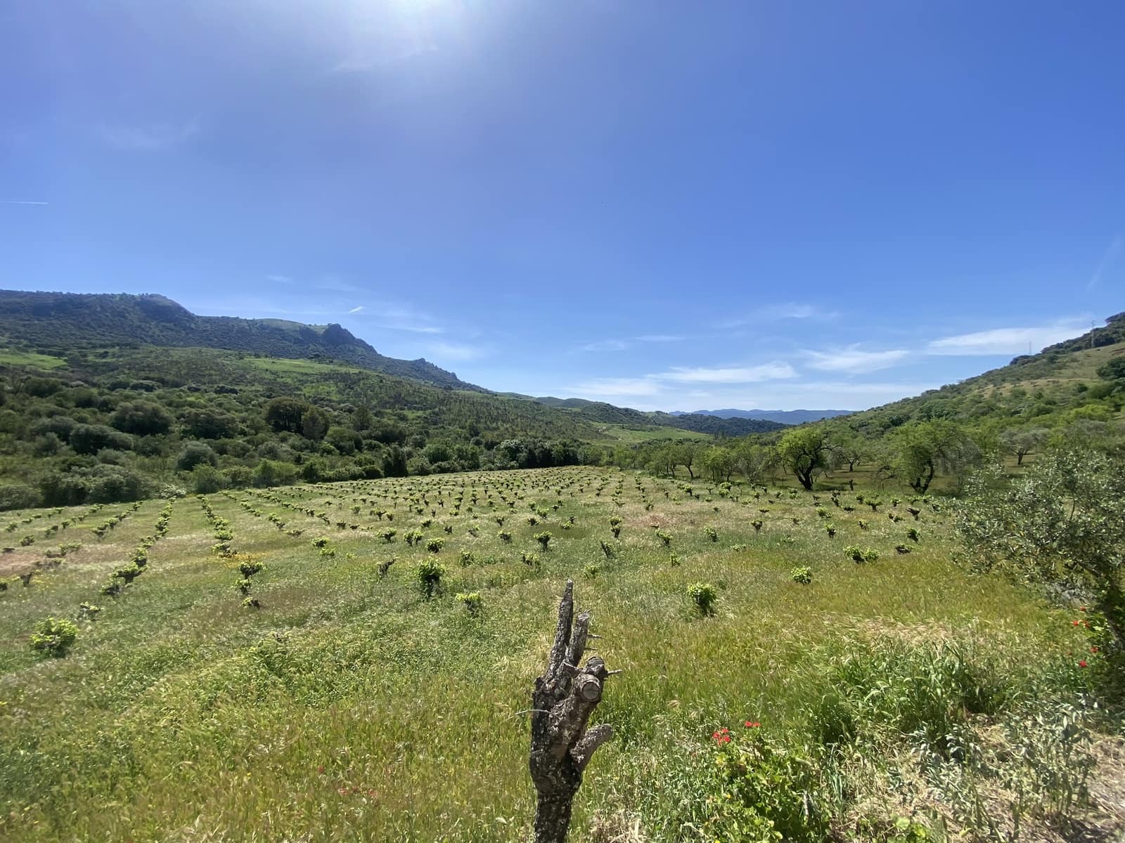 3 soveværelse Finca/Landehus til salg i El Gastor - € 280.000 (Ref: 8940210)