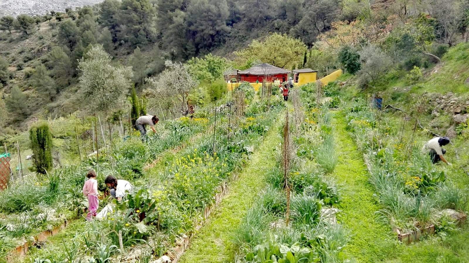 5 soveværelse Finca/Landehus til salg i El Burgo med swimmingpool - € 250.000 (Ref: 8940214)