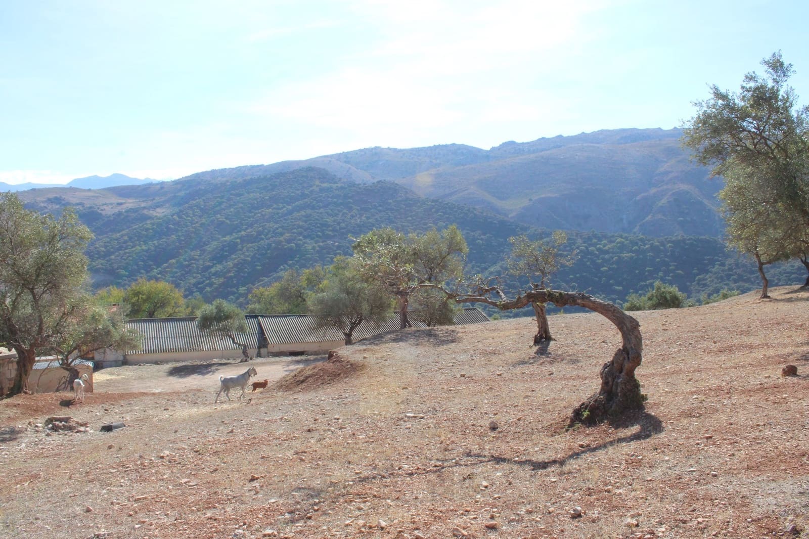 2 bedroom Finca/Country House for sale in Benaojan - € 380,000 (Ref: 8940221)