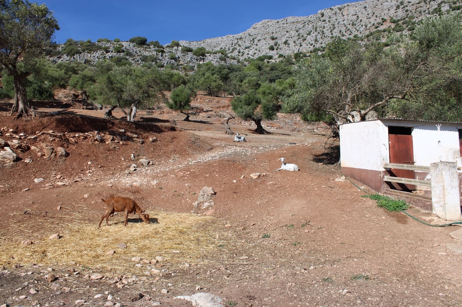 2 bedroom Finca/Country House for sale in Benaojan - € 380,000 (Ref: 8940221)