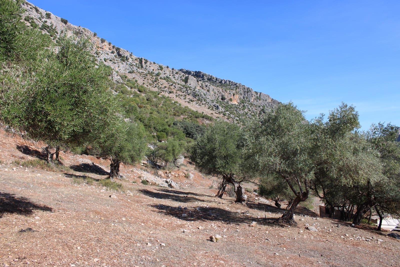 2 bedroom Finca/Country House for sale in Benaojan - € 380,000 (Ref: 8940221)