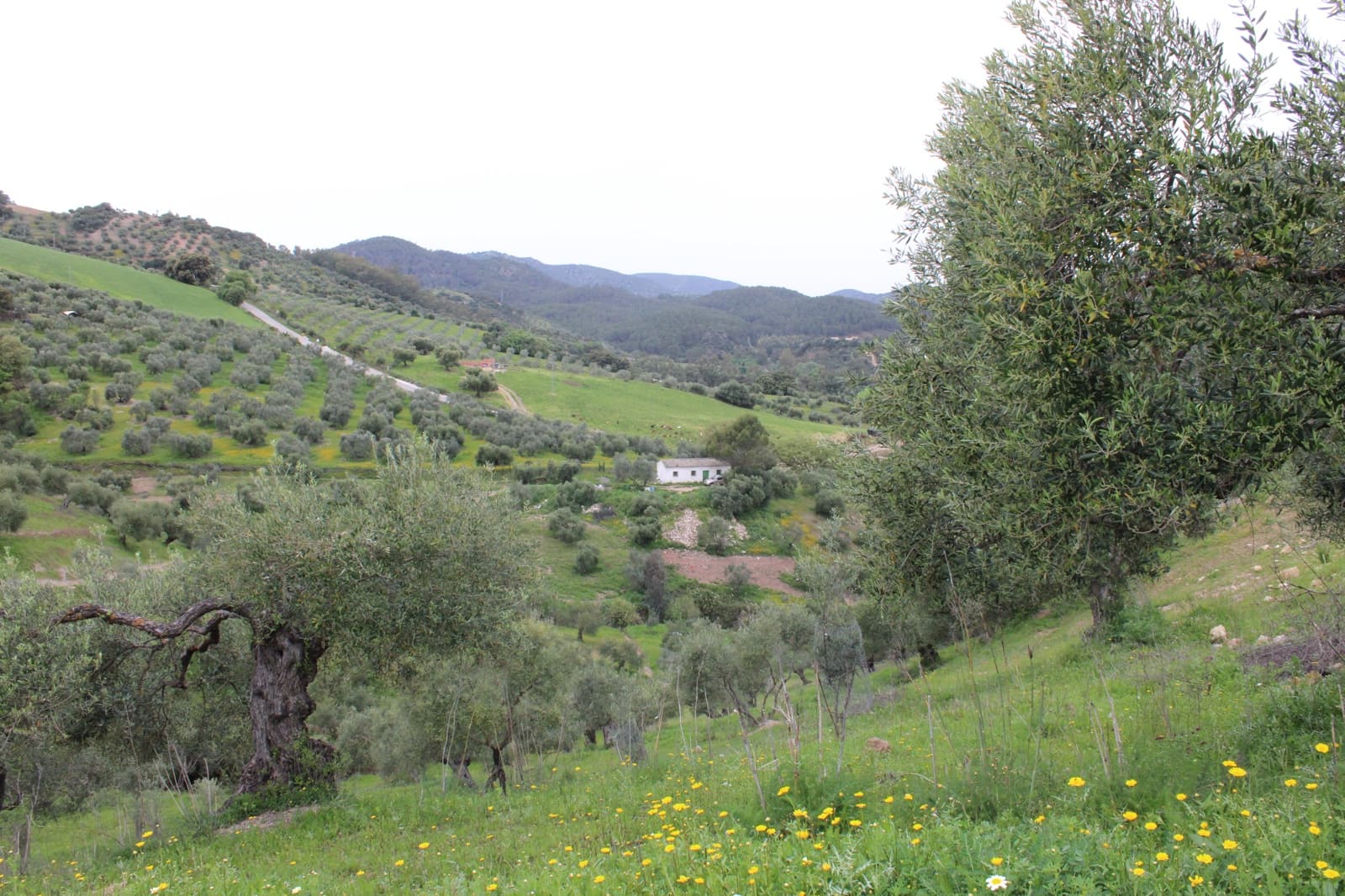 1 soveværelse Finca/Landehus til salg i Algodonales - € 180.000 (Ref: 8940557)