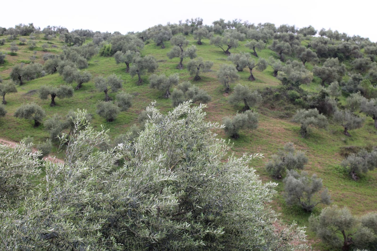 1 soveværelse Finca/Landehus til salg i Algodonales - € 180.000 (Ref: 8940557)