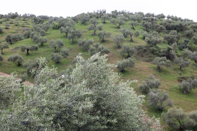 1 soveværelse Finca/Landehus til salg i Algodonales - € 180.000 (Ref: 8940557)