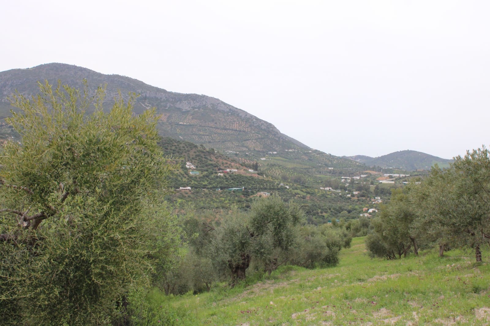 1 soveværelse Finca/Landehus til salg i Algodonales - € 180.000 (Ref: 8940557)