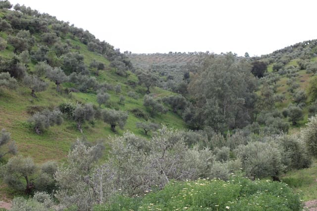 1 soveværelse Finca/Landehus til salg i Algodonales - € 180.000 (Ref: 8940557)