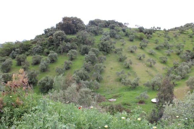 1 soveværelse Finca/Landehus til salg i Algodonales - € 180.000 (Ref: 8940557)