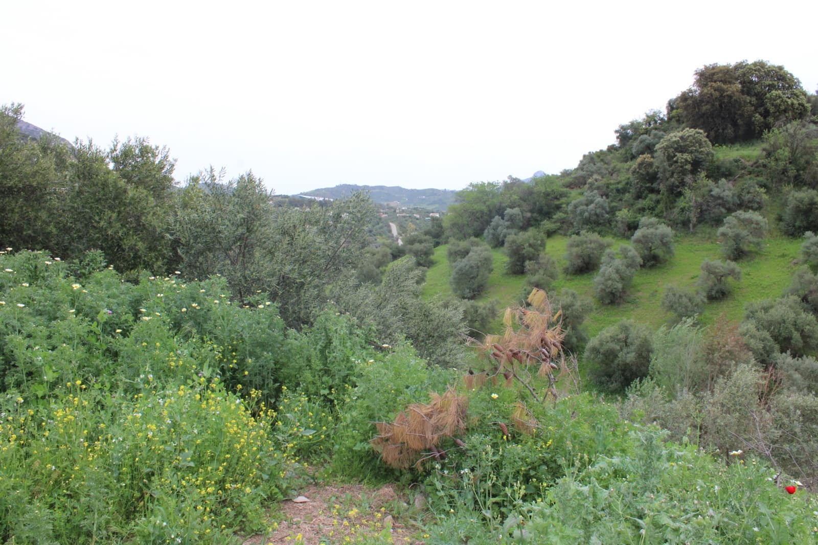 1 soveværelse Finca/Landehus til salg i Algodonales - € 180.000 (Ref: 8940557)